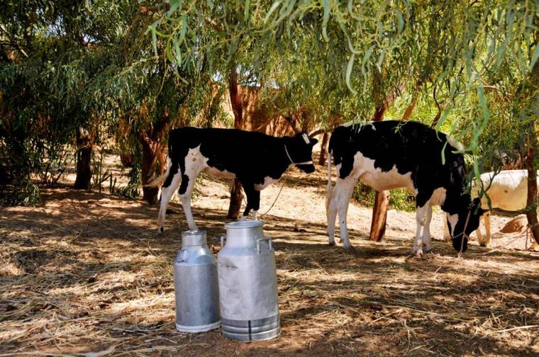 السودان يتجه إلى إنشاء مدن إنتاج حيواني لدعم التعافي